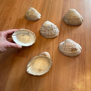 CONJUNTO DE 6 CONCHAS DO PACÍFICO – TRAZIDAS DE VIAGEM – MIL IDEIAS PARA COMPOR COM ELAS — D003.101